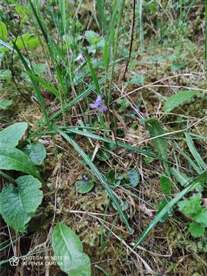 Soldanella carpatica