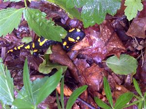 Salamandra v lese.