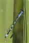 Coenagrion ornatum