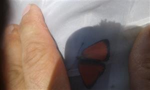  Lycaena virgaureae