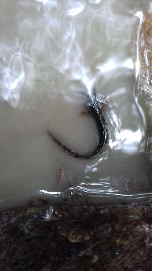 Larva salamandry