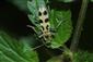 Chlorophorus herbsti Brahm, 1790