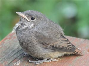 Phoenicurus ochruros