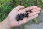lucanus