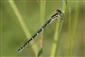 Coenagrion scitulum