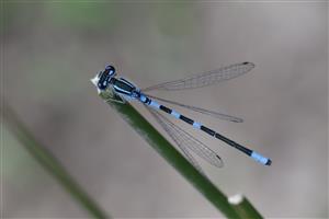 Coenagrion scitulum