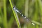 Coenagrion scitulum