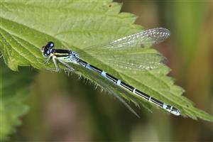 Coenagrion scitulum