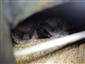 Myotis sp.