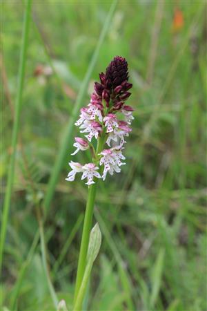Orchis ustulata