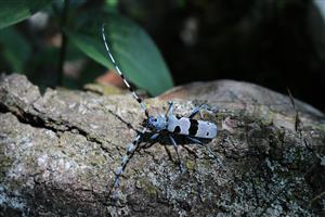 Rosalia alpina