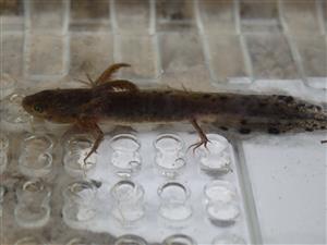 Triturus cristatus