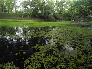 Prirodzené eutrofné a mezotrofné stojaté vody s vegetáciou plávajúcich a/alebo ponorených cievnatých rastlín typu Magnopotamion alebo Hydrocharition
