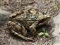 Rana temporaria