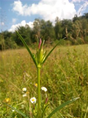 Gentiana pneumonanthe