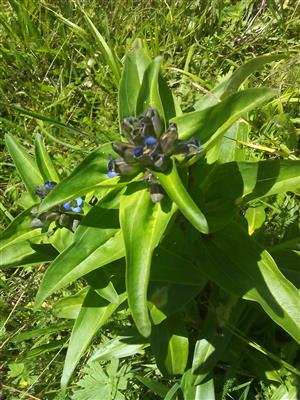 Gentiana cruciata