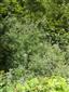 Horské vodné toky a ich drevinová vegetácia so Salix eleagnos