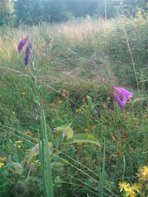 Gladiolus imbricatus