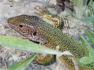 Lacerta viridis