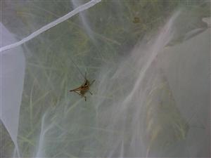Metrioptera roeselii