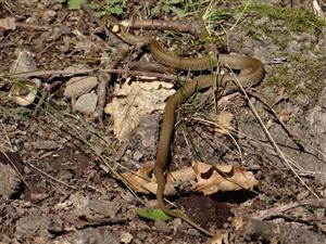 Natrix natrix