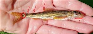 Romanogobio uranoscopus