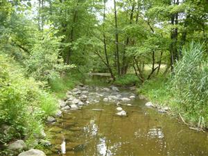 Prirodzený biotop rieky Štiavnica v jej strednom toku