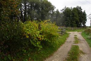 Pohánkovec