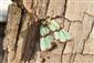 Staurophora celsia (Linnaeus, 1761)