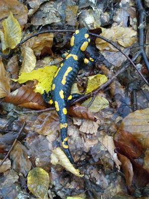 Salamandra