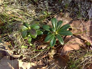 Chimaphila umbellata v ÚEV Dúbrava pri Felde na Záhorí.