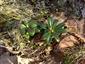 Chimaphila umbellata v ÚEV Dúbrava pri Felde na Záhorí.