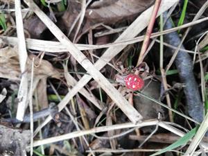 Araneus quadratus.