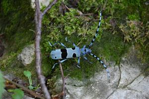 Rosalia alpina_female