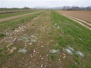 listové ružice šalvie etiópskej na hrádzi Nitry