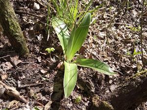 Listová ružica Orchis purpurea