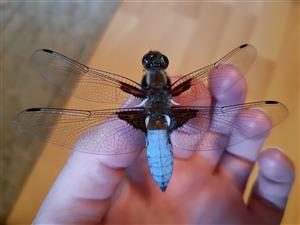 Libellula depressa Linnaeus, 1758