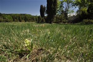 Dactylorhiza sambucina v poraste borievok