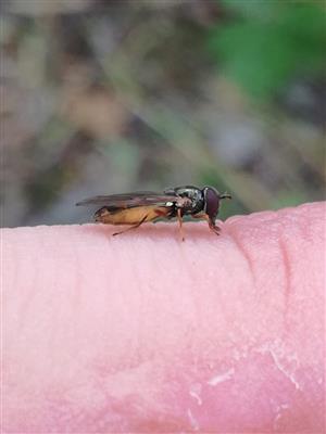 Melanostoma scalare