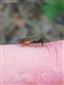 Melanostoma scalare (Fabricius, 1794)