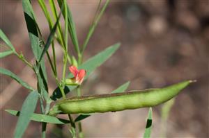 Lathyrus sphaericus