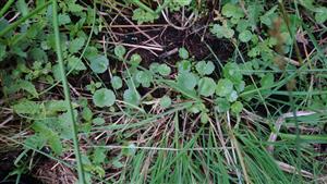 Hydrocotyle vulgaris.