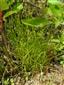 Isolepis setacea.