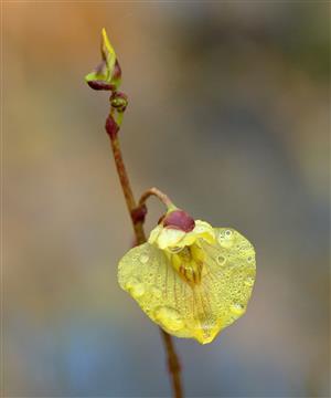 Utricularia bremii.