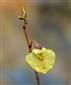 Utricularia bremii.