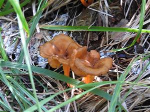 Cantharellus lutescens