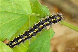 Callimorpha dominula
