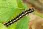 Callimorpha dominula (Linnaeus, 1758)