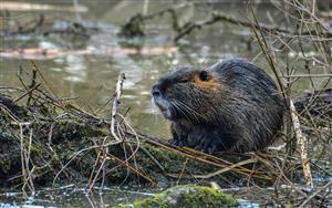 Nutria