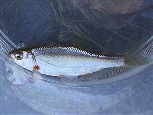 Alburnoides bipunctatus